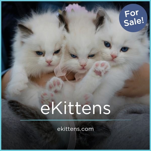 eKittens.com - buying Best premium names