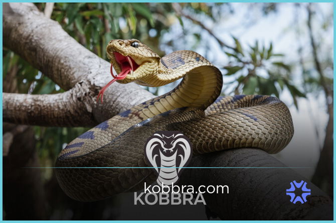 Kobbra.com — 2
