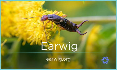 Earwig.org is for sale