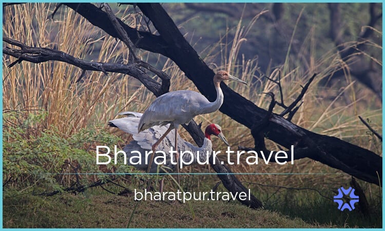 Bharatpur logo