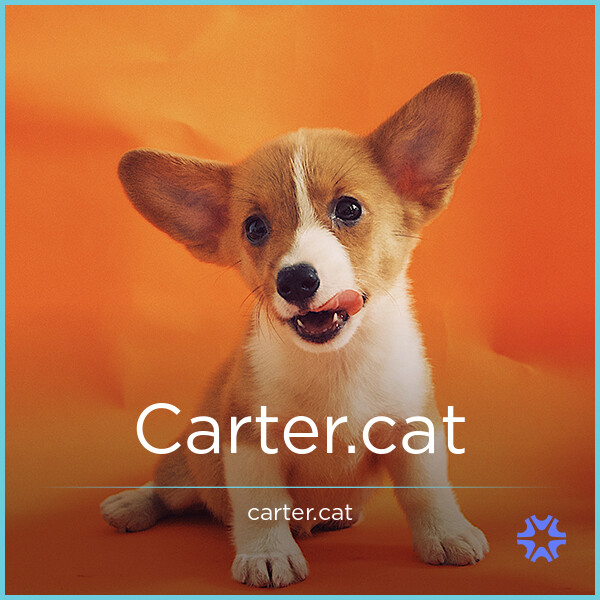 Carter.cat image 2