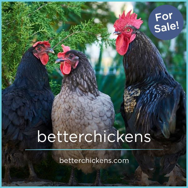 BetterChickens.com — 2