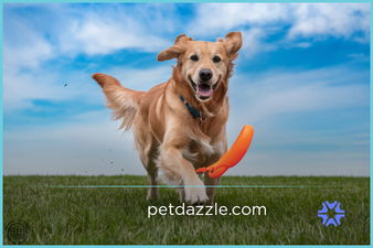 PetDazzle.com - New premium domains