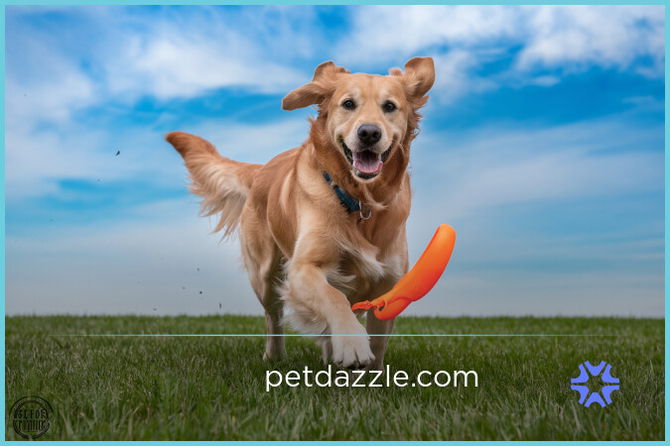 PetDazzle.com