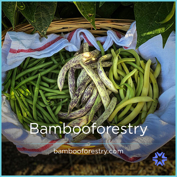 BambooForestry.com image 2
