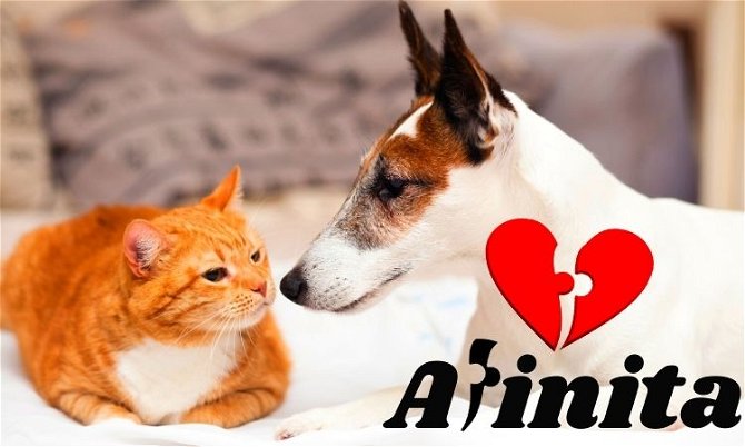 Afinita.com