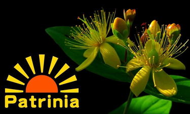 Patrinia.com is for sale
