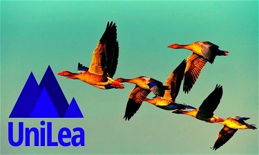 UniLea.com - Creative brandable domain for sale
