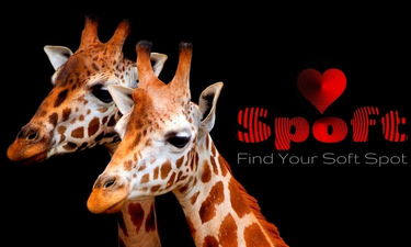 Spoft.com - Creative brandable domain for sale