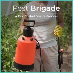 PestBrigade