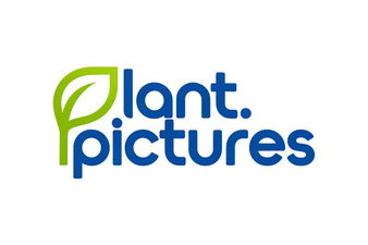 Plant.pictures - Creative brandable domain for sale