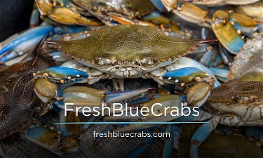 FreshBlueCrabs.com - Creative brandable domain for sale
