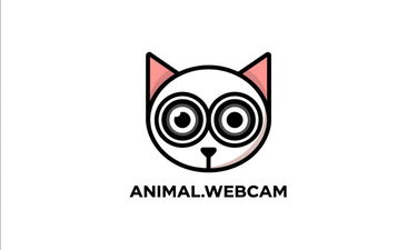 animal.webcam