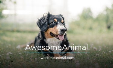 AwesomeAnimal.com