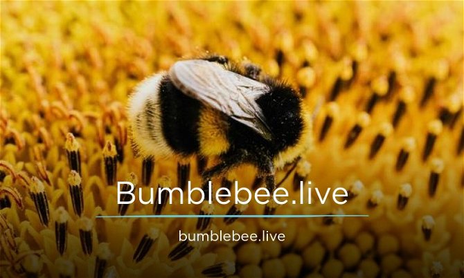 Bumblebee.live