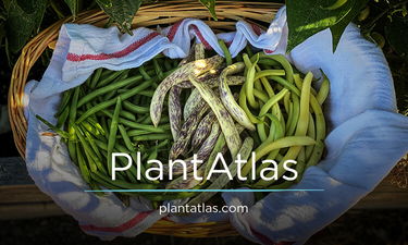 PlantAtlas - Creative premium names for sale