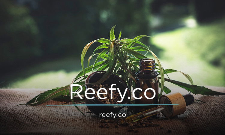Reefy.co - Creative brandable domain for sale