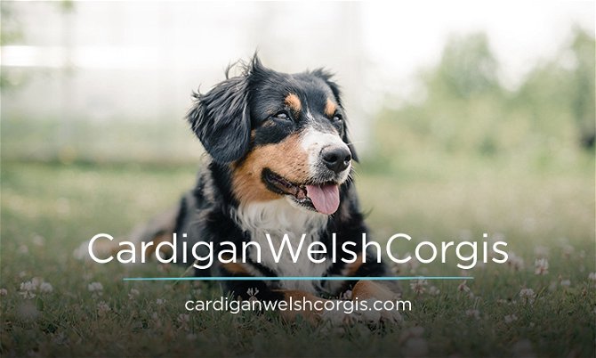 CardiganWelshCorgis.com