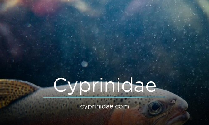 Cyprinidae.com