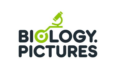 Biology.pictures - Creative brandable domain for sale